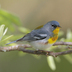 Male. Note: gray head, white eye arcs, black/rufous breast band, and white belly.